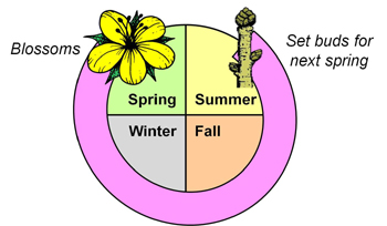 Spring Pruning Cycle