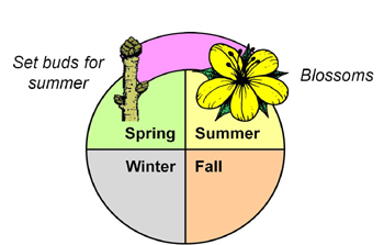 Summer Pruning Cycle