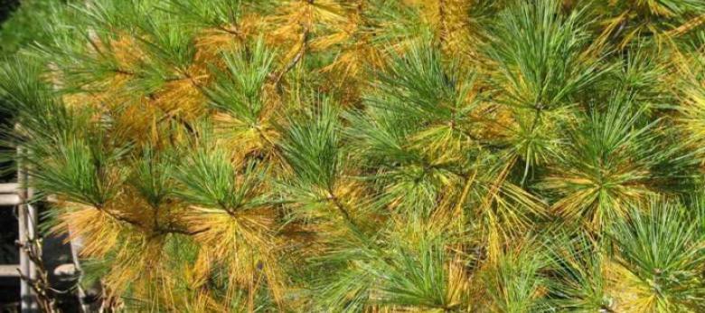 Natural Needle Drop - Pines