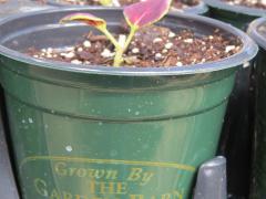 Garden Barn Grown Pot