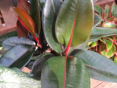 McColley's Red Philodendron