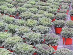 Garden Barn Grown Kale