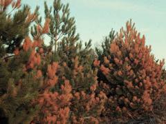 Salt Damage - Pines