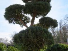 Large Poodle Pine