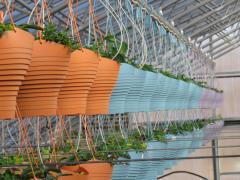Garden Barn Grown Colorful Hanging Baskets