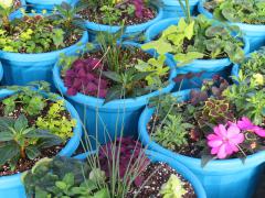 Garden Barn Grown Colorful Planters