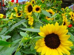 Garden Barn Sunflowers